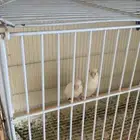 جوز روز البينو شرط انتاج