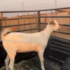 للبيع جفره بيشيه