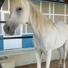 فرس واهو للبيع