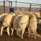 طليان