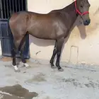 للبيع حصان انقليزي