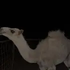 للبيع قعود طيب العمر 7 شهور