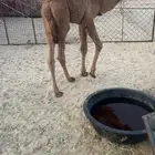 قعود تربيه شرط من كل شي