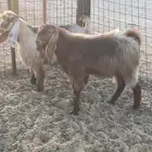مشاريع فحول جذعان مصريه