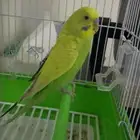 للبيع طيور باجي