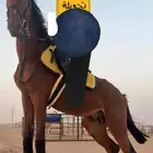حصان مع البل للبيع علا السوم