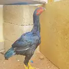 ديك باكستاني