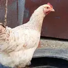 دجاج لوهمان