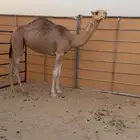 بكرة رمانية كفو حقه تروح لقيه في سهيل