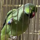 ببغاء الدره ذكر ( أليف) ومتكلم