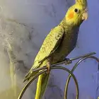 كروان فراشه اليف هدد