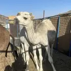 حشو نضيفه ماشاءالله
