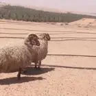 شياة نعيمية