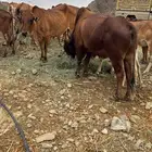 مراح بقر