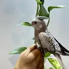 كروان