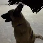 جيرمن أنثى