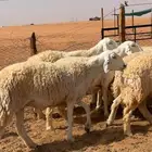 غنم حريات حرش صنف درجه أولى