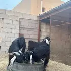 تيوس للبيع