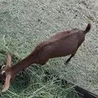 عنقان للبيع