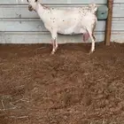 عنز صلالية حاصب