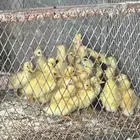 صوص بط بكيني