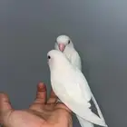 طيور روز البينو اليف(تم البيع)