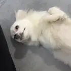 كلبه نوع شيواوا