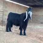 تيس عارضي معرف العمر ثني