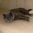 بسه من نوع سكوتش فولد