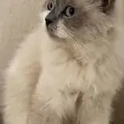 انثى همالايا للبيع