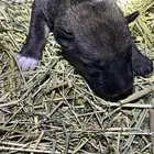 جراوي جيرمن هجين