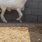 مشروع فحل عمره 6 شهور