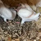 زغاليل زاجل كريمي
