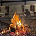 ببغاء كاسكو دكر يتكلم ويرقص سبب البيع السفر