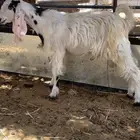 تيس مصري عمره 3 شهور ونص