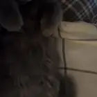 قط ذكر تبني