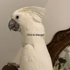 كوكاتو