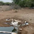 وز للبيع