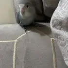 للبيع روز انثى اليفه