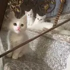نوعين ذكر وانثى