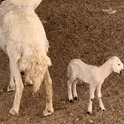 خلفه. تم البيع