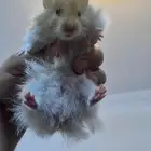 هامستر سوري