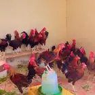 ديوك بلدي اصيله الحمر