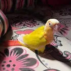 فرخ كنيور صن شيك رد فاكتور