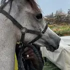 مهره واهو