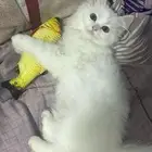 قطه شيرازيه للتبني العمر 6 شهور