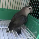 روز اليف للبيع وانتاج وزوج بادجي انتاج شرط الصحه كويسه