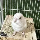 طير روز فرد