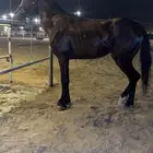 للبيع حصان شعبي