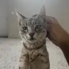 قطة صغيرة للتبني